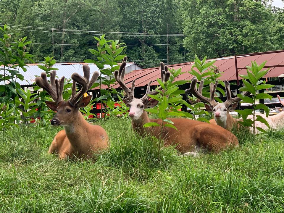 Double Diamond Deer Ranch | visitPA